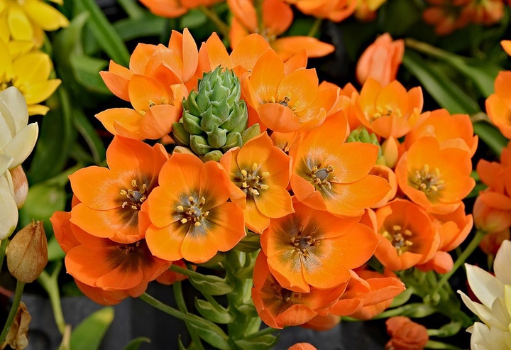 #orange bloom