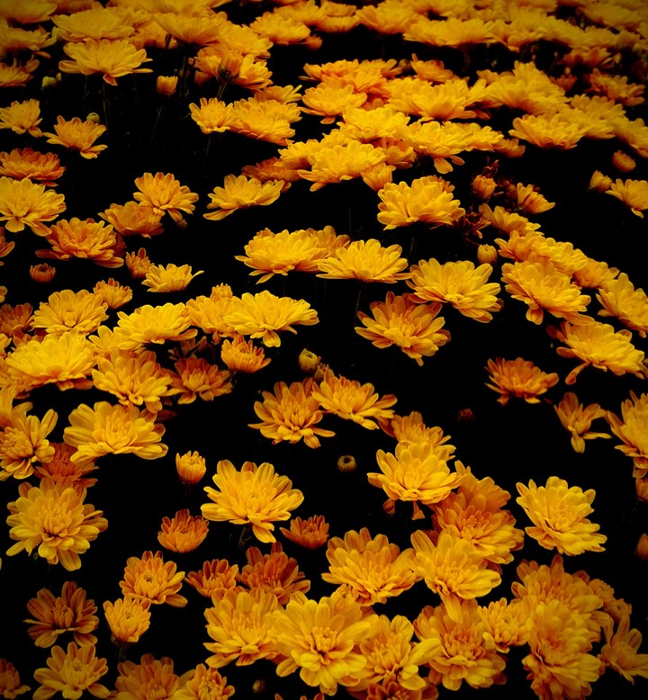 flower mums golden