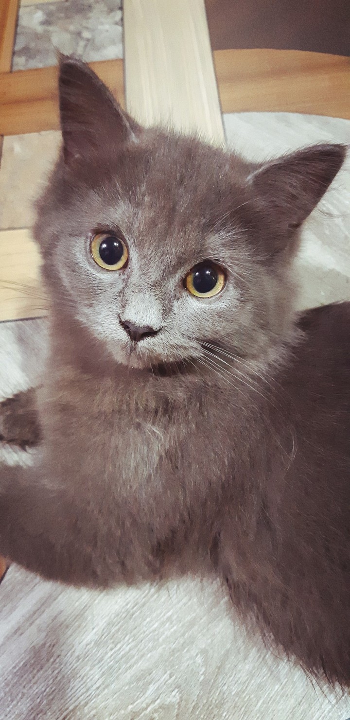 kitten
