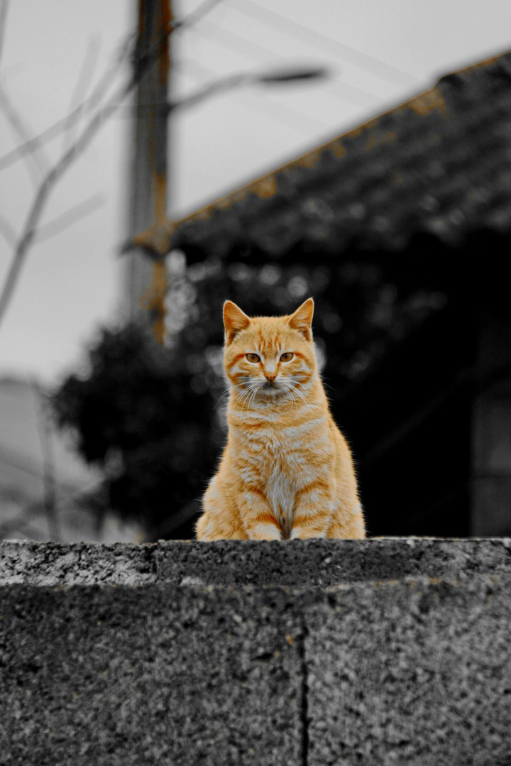 cat