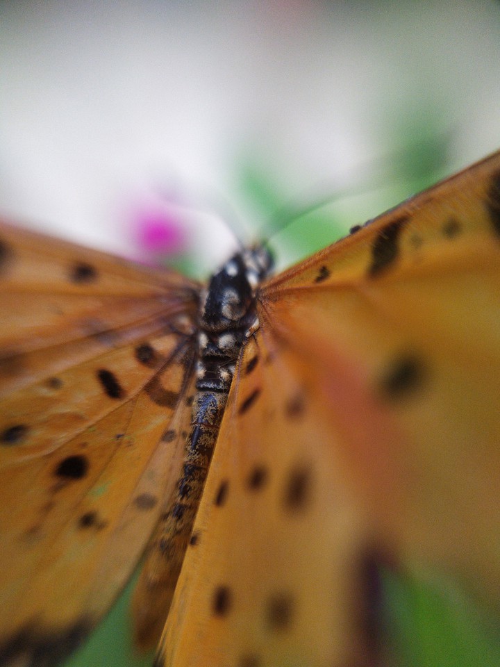 butterfly