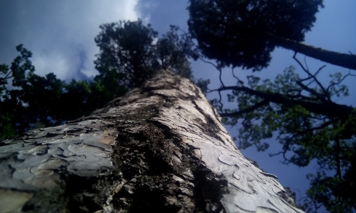 Sky through the Pine