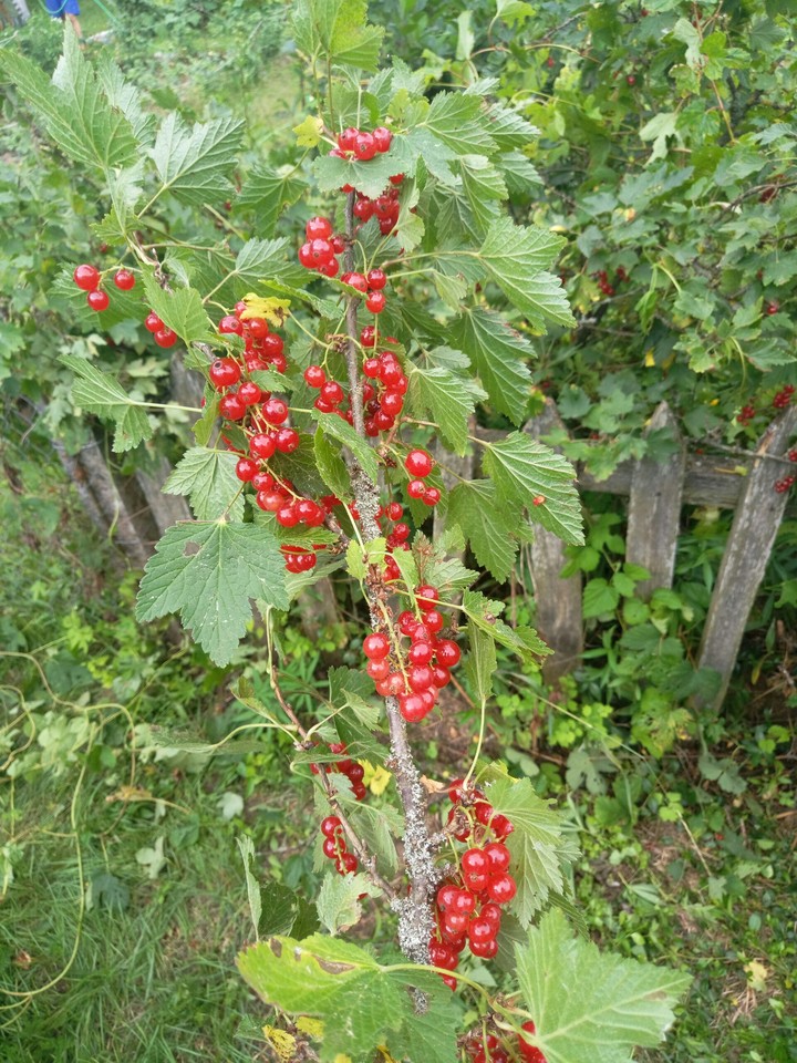 ягодки