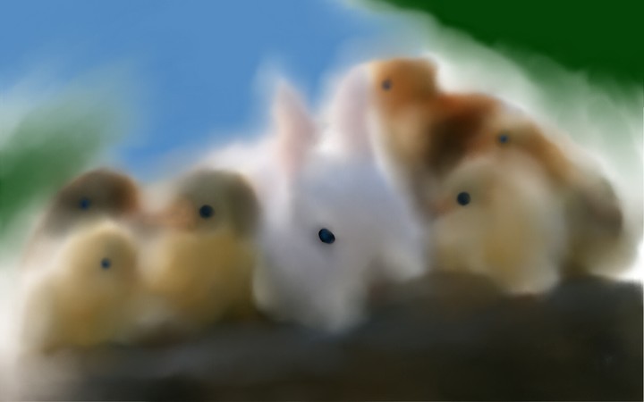 bunny farm