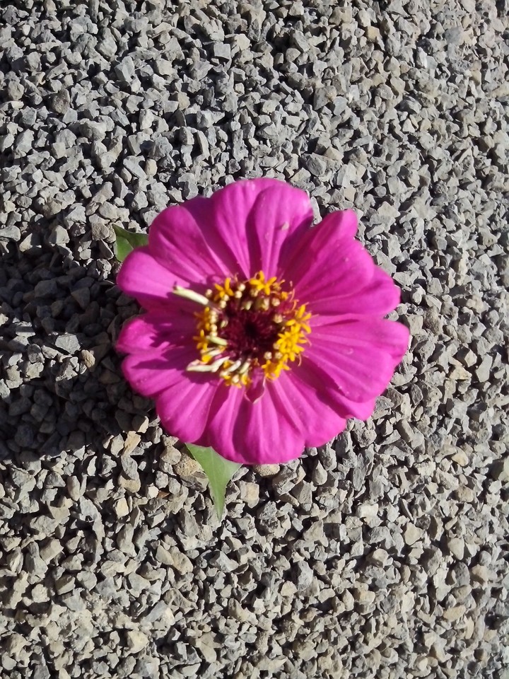 Purple flower in mini stones..