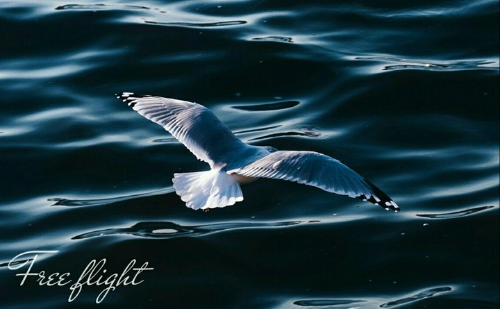 Free flight.