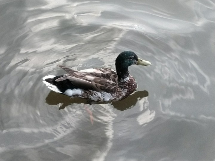 Canard