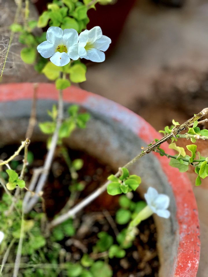 #flower #white #potflower #rareflower #iphone