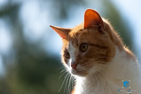 #cat#tyson