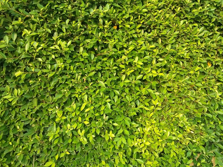 Little shrub