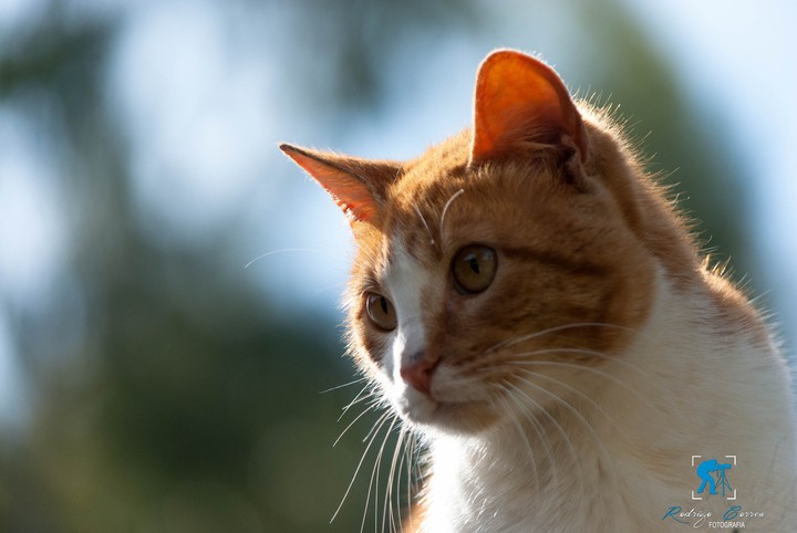#cat#tyson