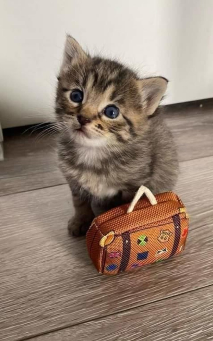 Jr