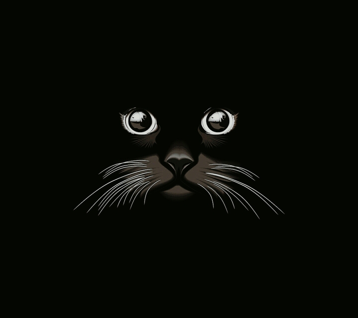 cute cat