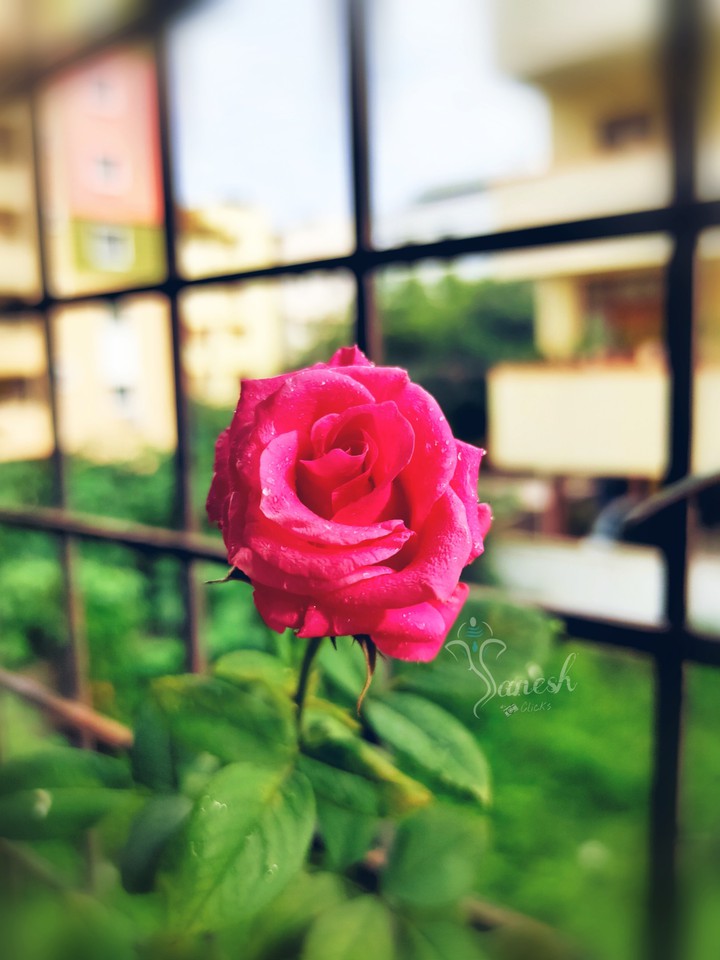 pink rose