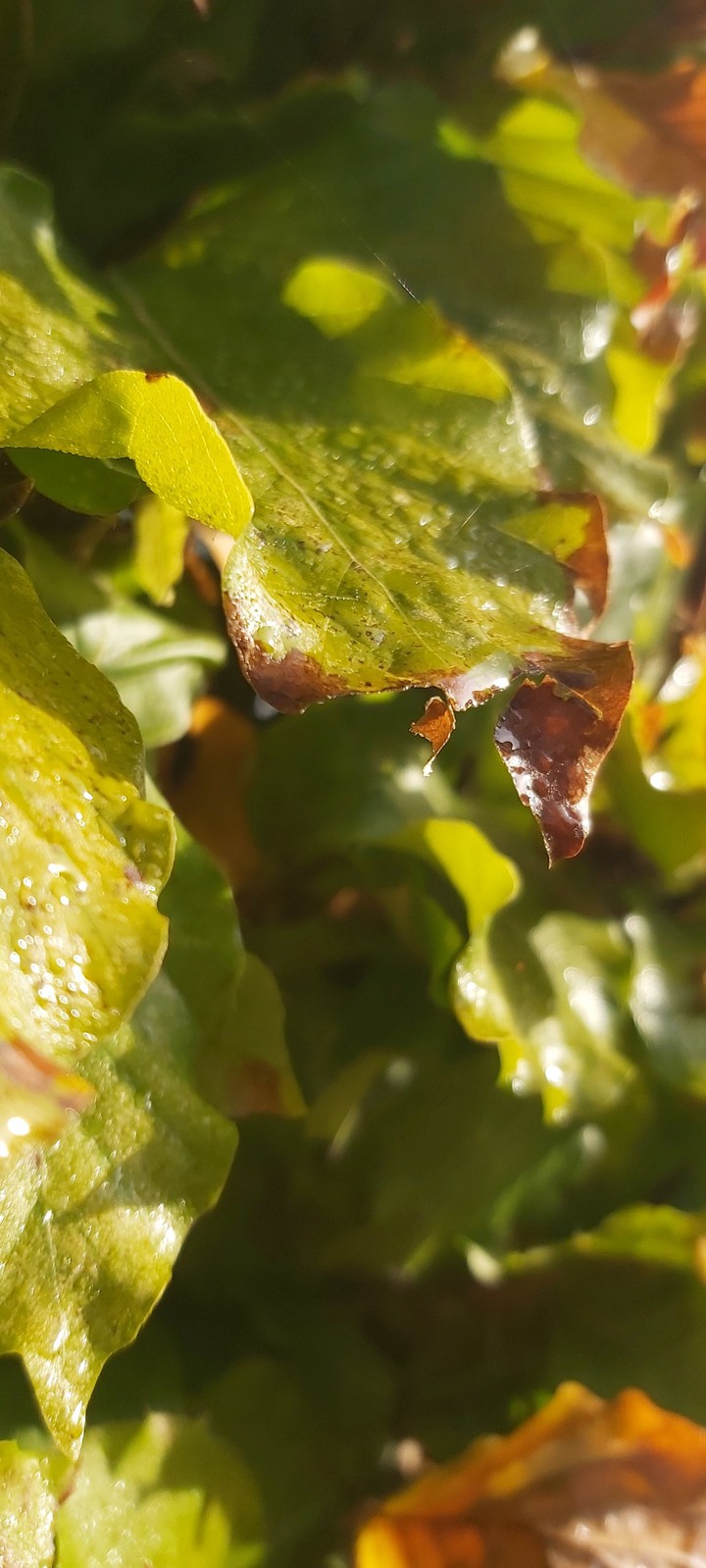 leaf