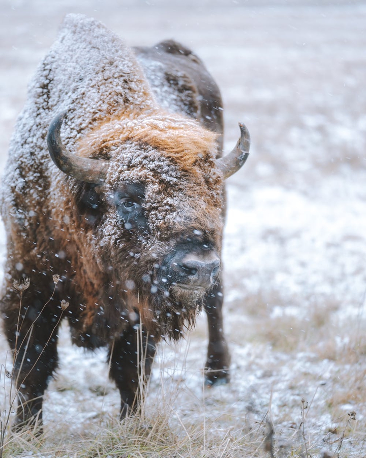 ? bull