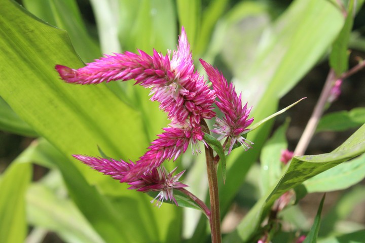 Flower