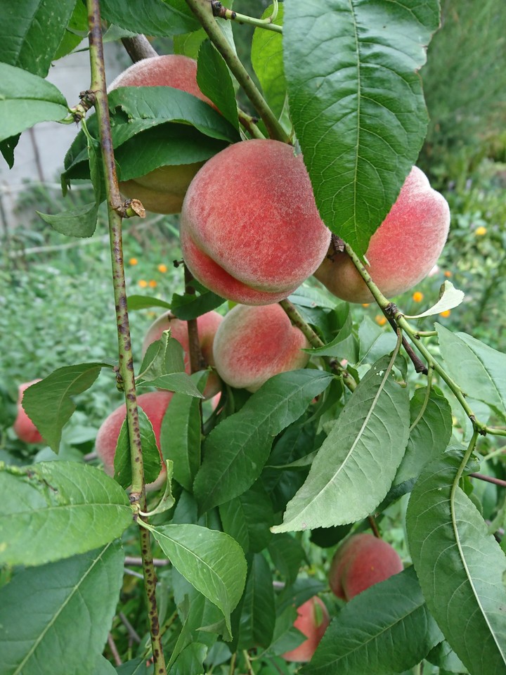 peaches