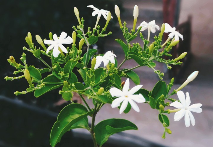 flower bunch