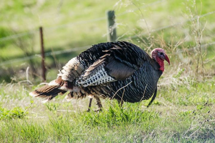 wild turkey