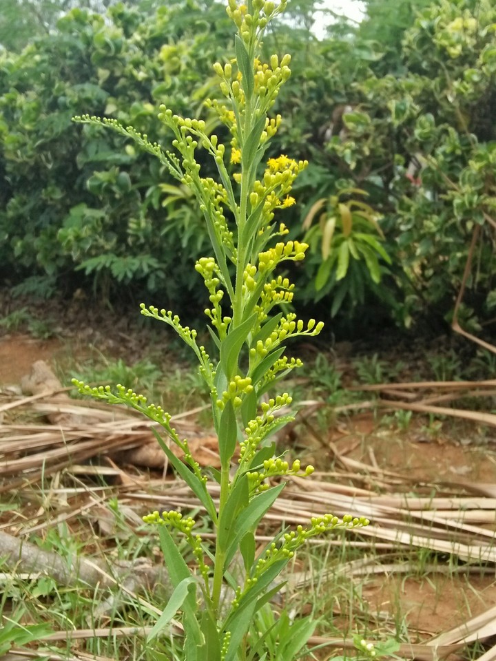 goldenrod