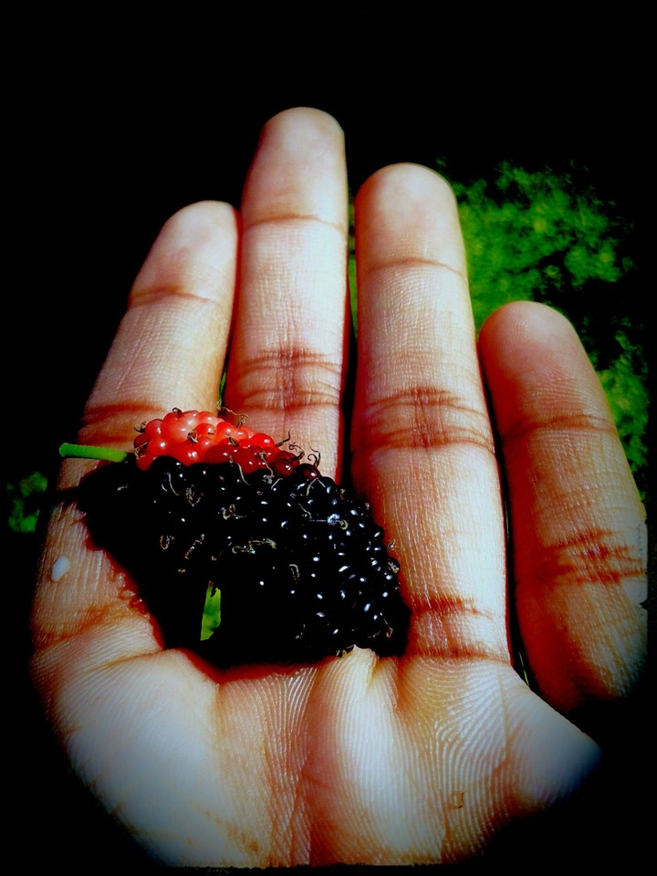 Fruit