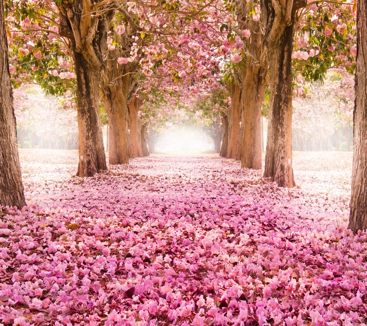 flower road