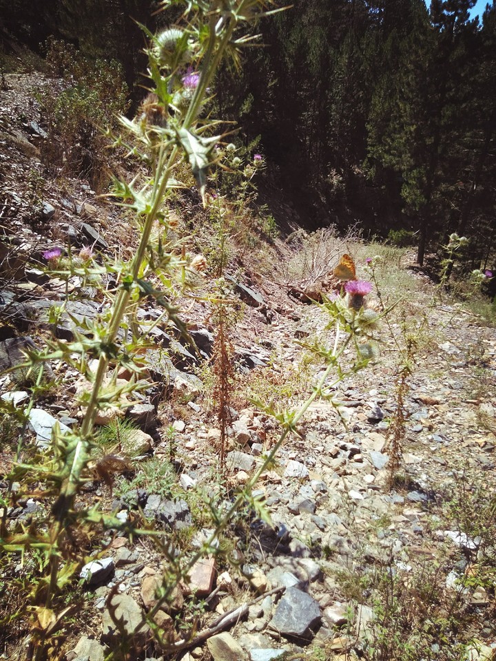 Doğa