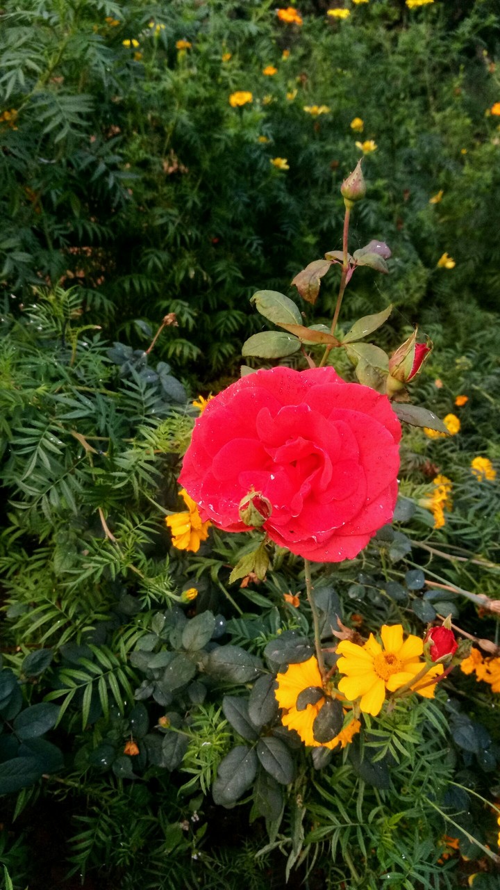 Red rose