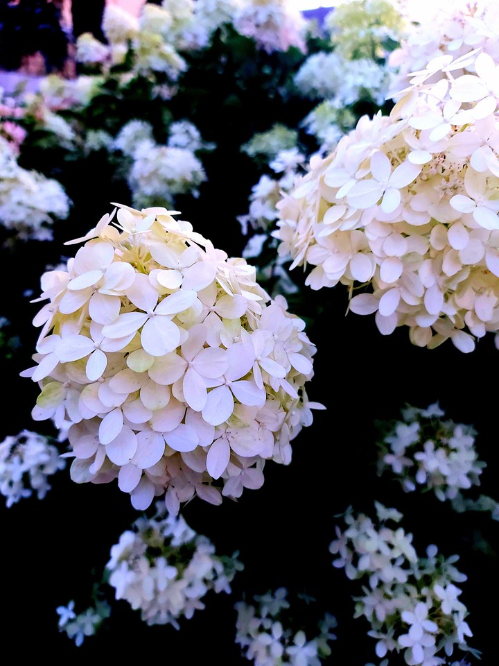 hydrangea