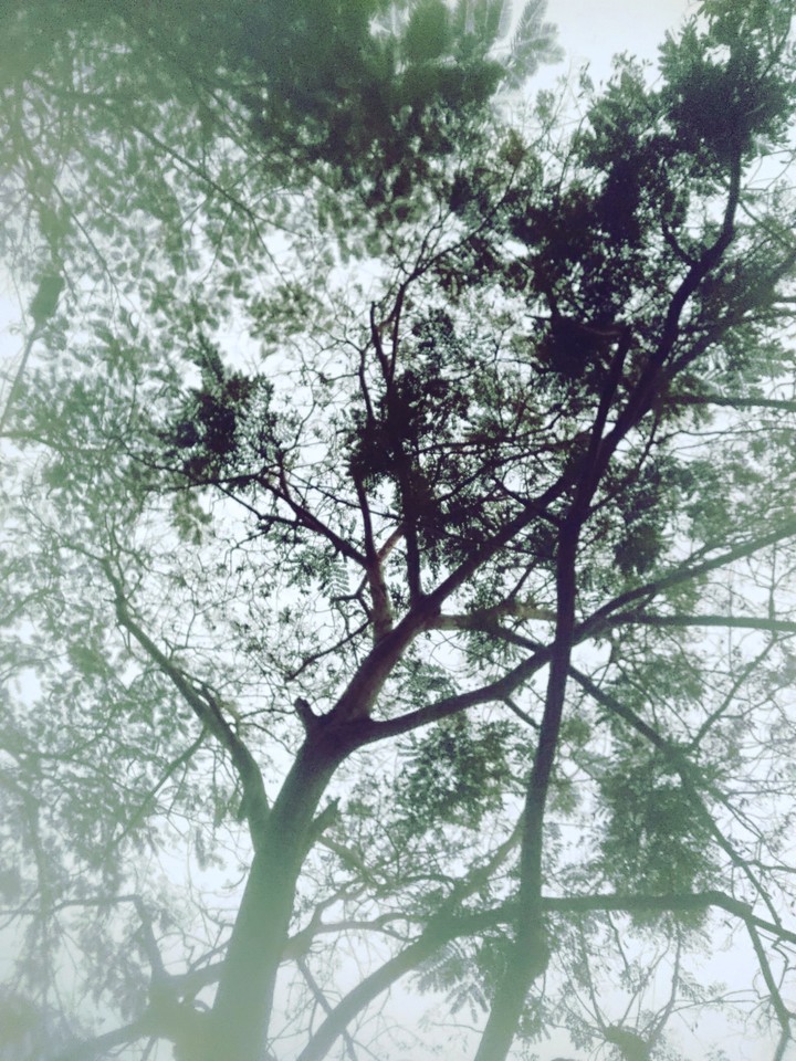 Trees