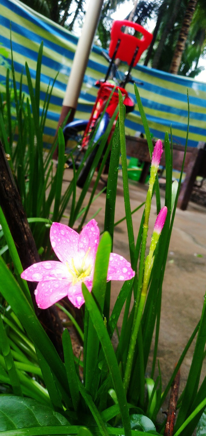 nature