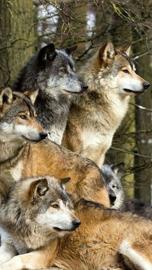 une meute de loups