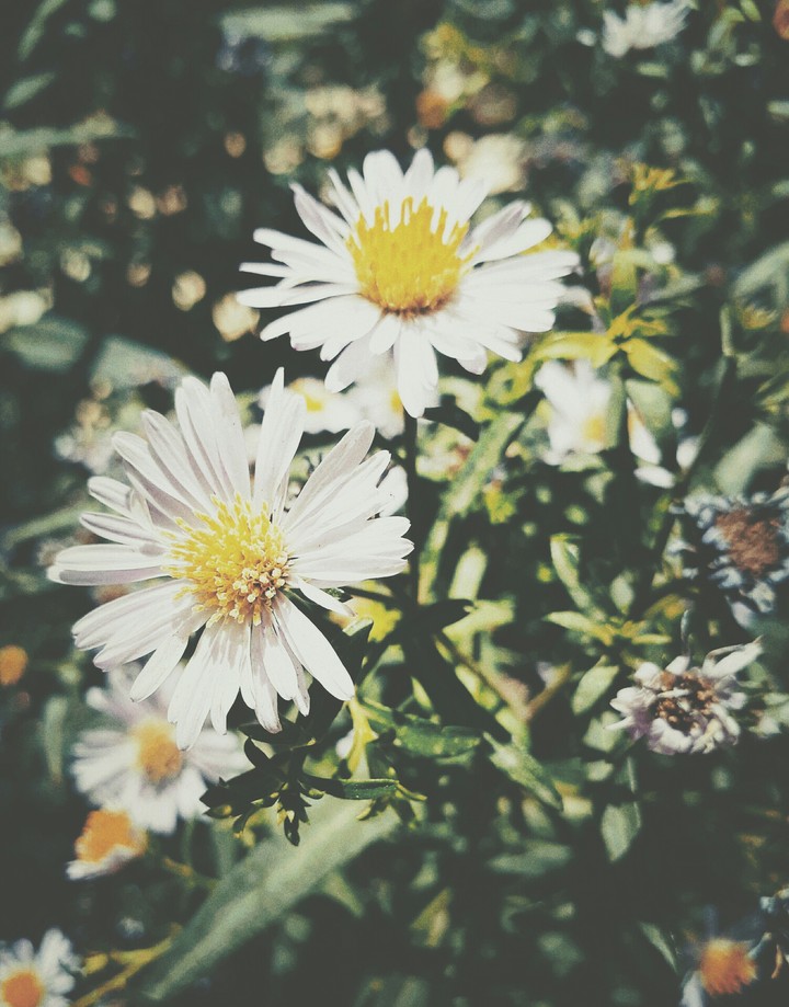 #white #flower