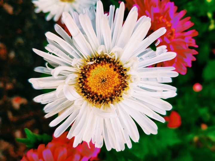 #flower