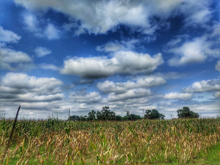 Maize Crop