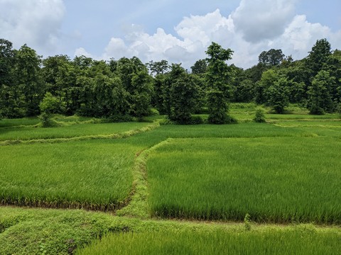 平原, 陸地植物桌布
