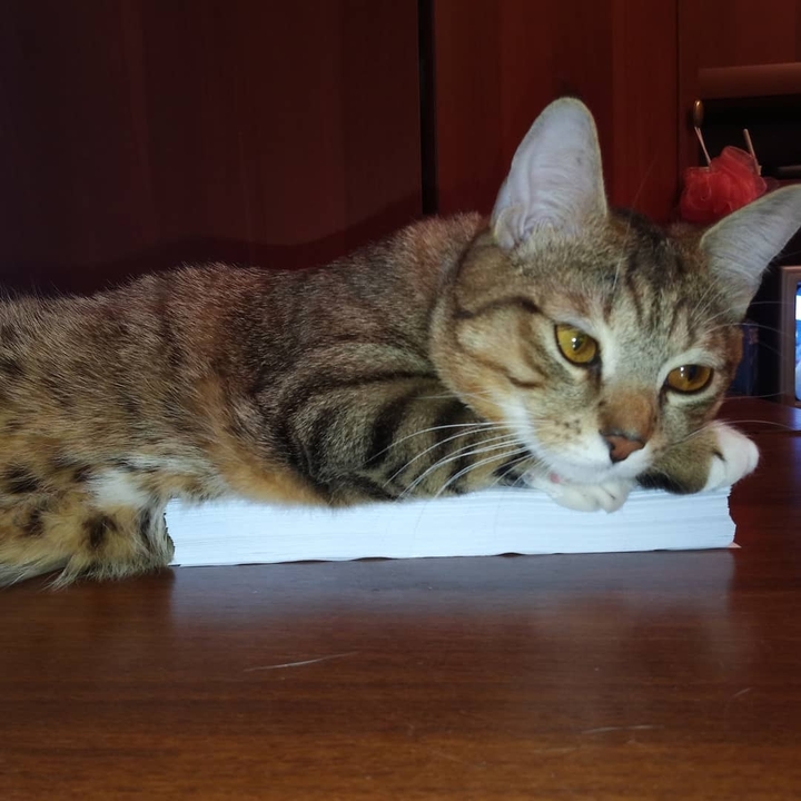 My kitten.