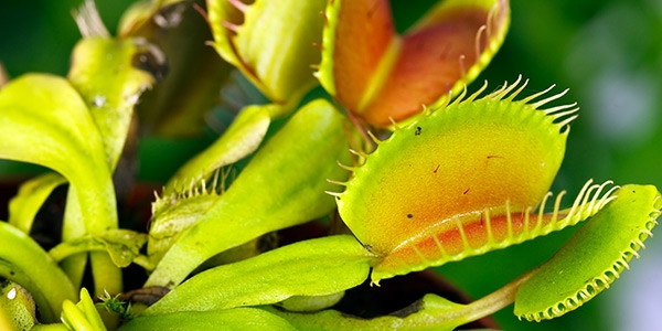 Venus-flytrap