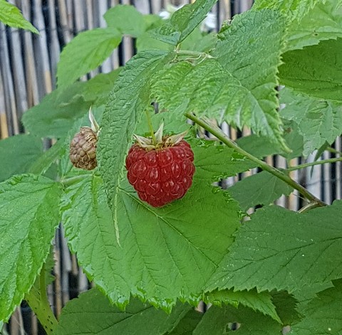 Framboise