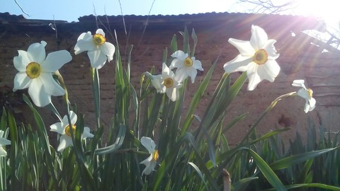 white flower