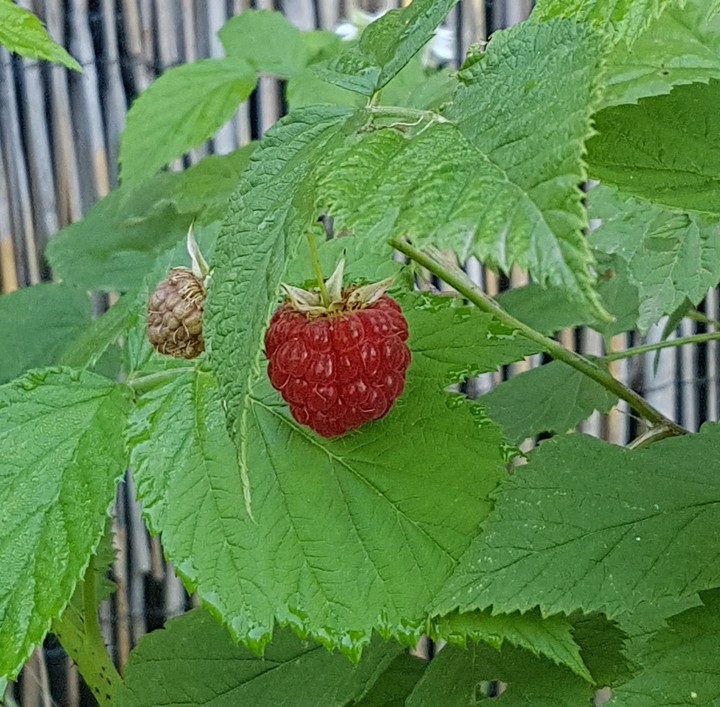 Framboise