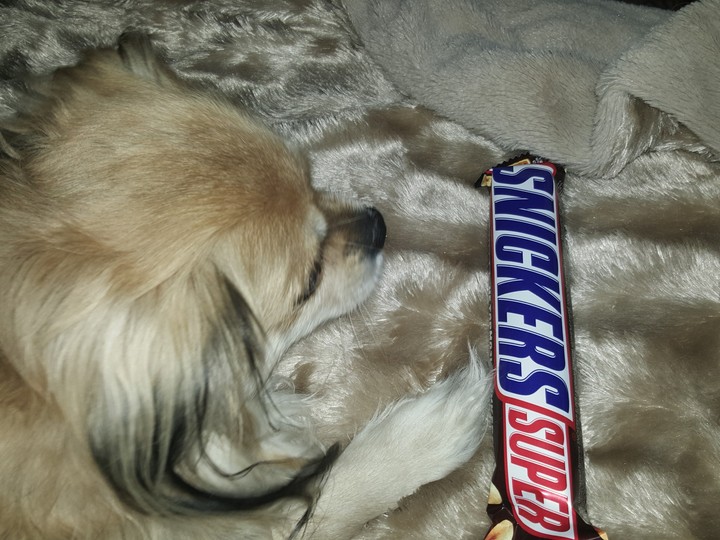 dog