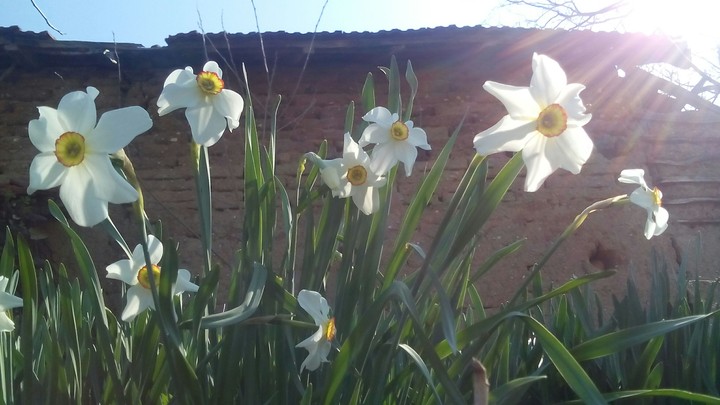 white flower