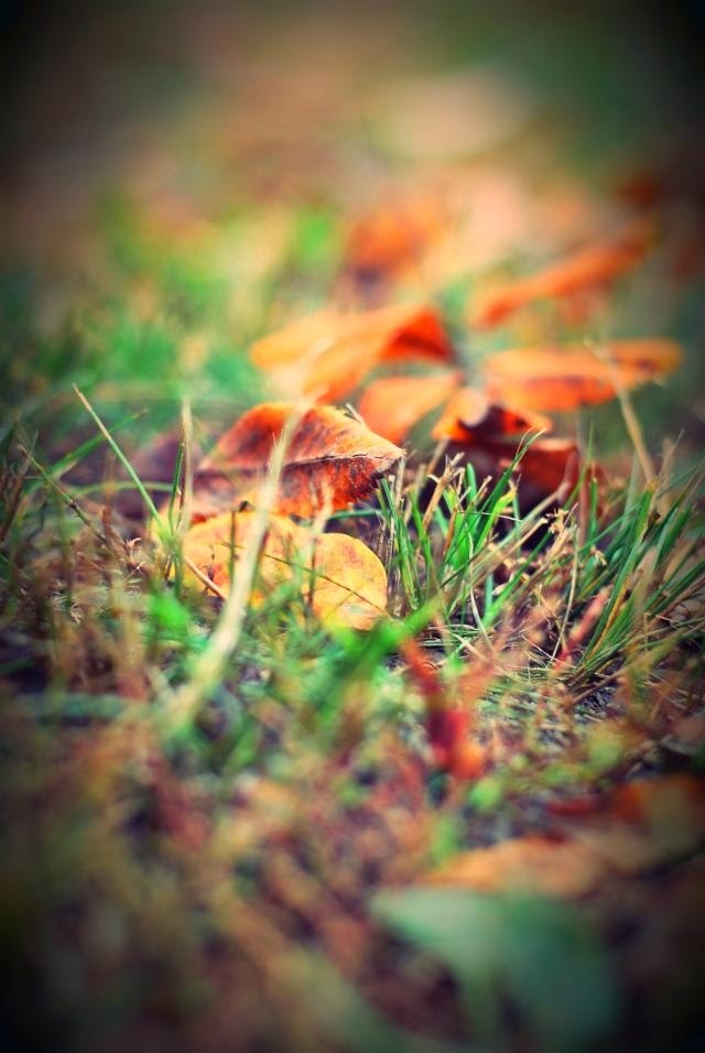 Faded Leaves
