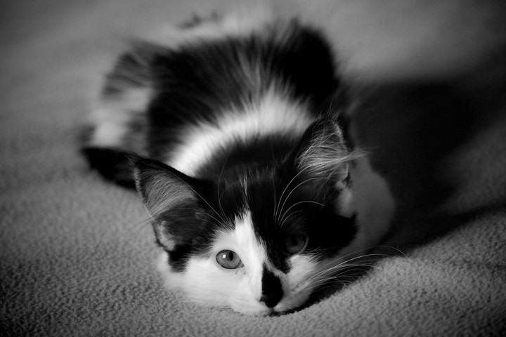 My Kitty