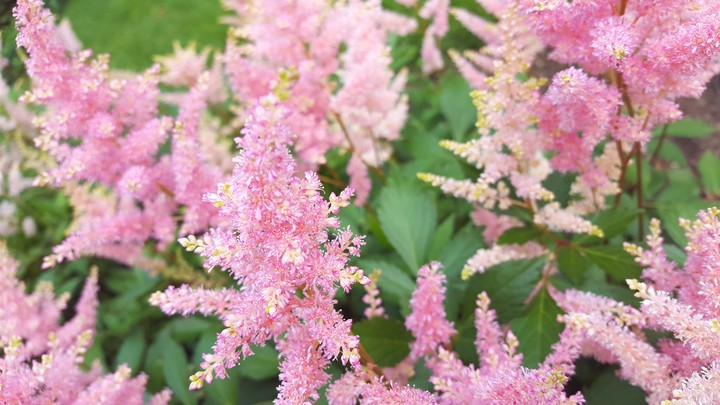 Pink blooms