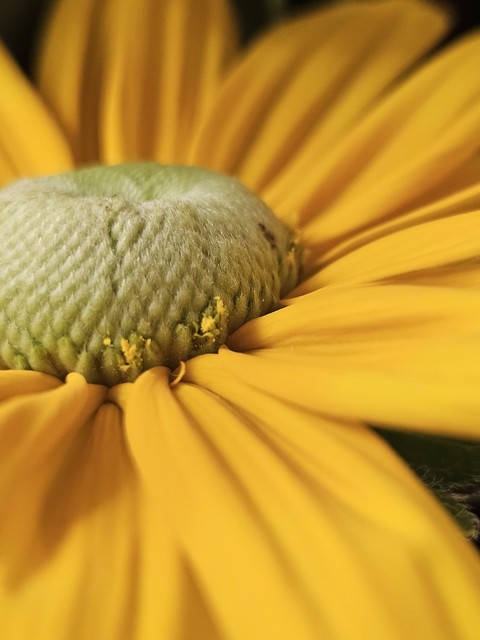 Pollen, spring Hintergrundbilder