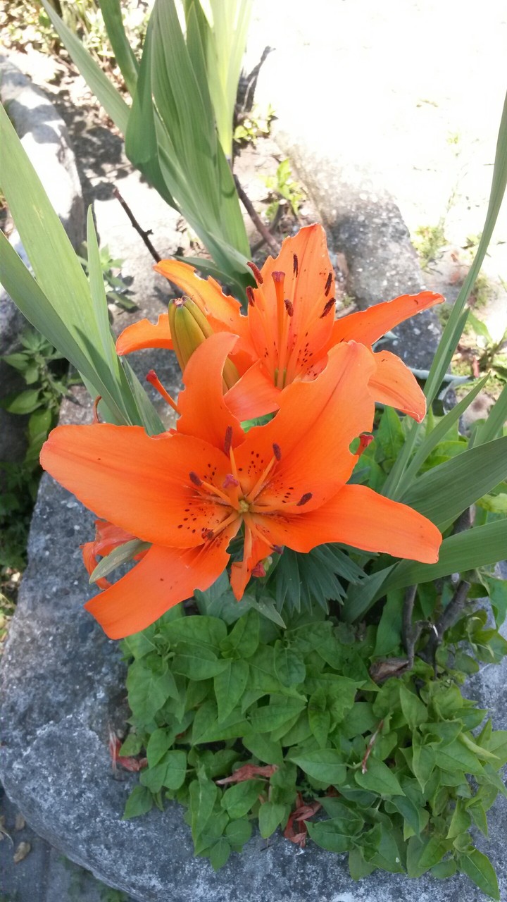 FLOWER