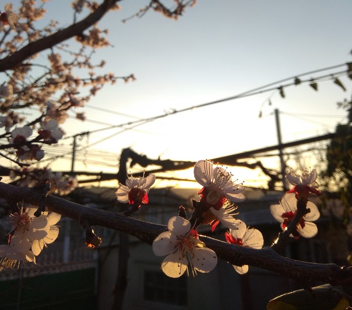 Spring comiy